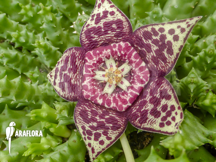 Stapelia lepida flower