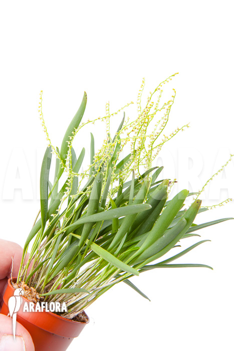 Stelis &lsquo;Species A &lsquo;Costa Rica&rsquo;