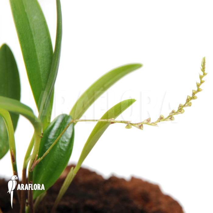 Stelis &lsquo;Species A &lsquo;Costa Rica&rsquo;