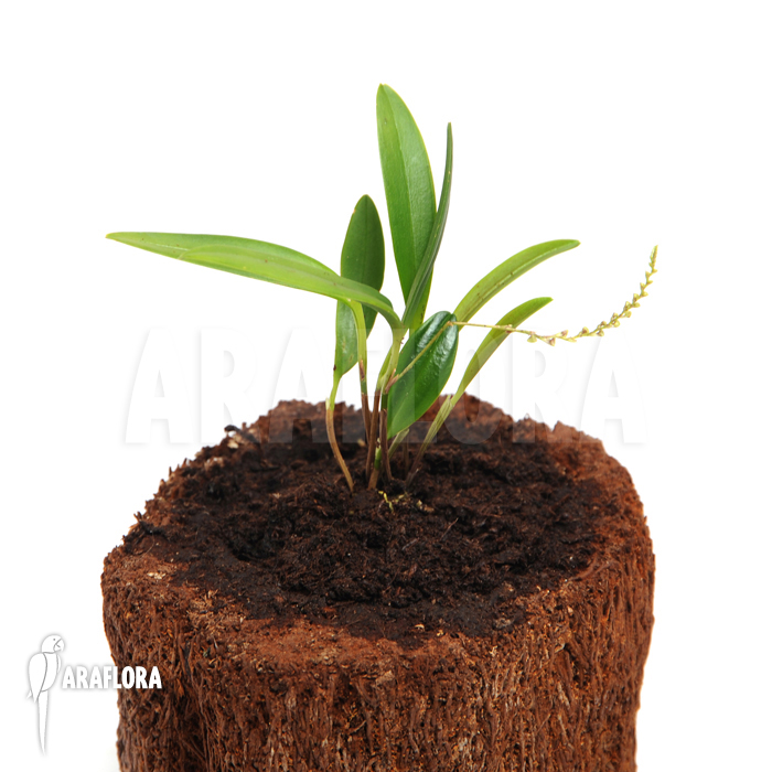 Stelis &lsquo;Species A &lsquo;Costa Rica&rsquo;