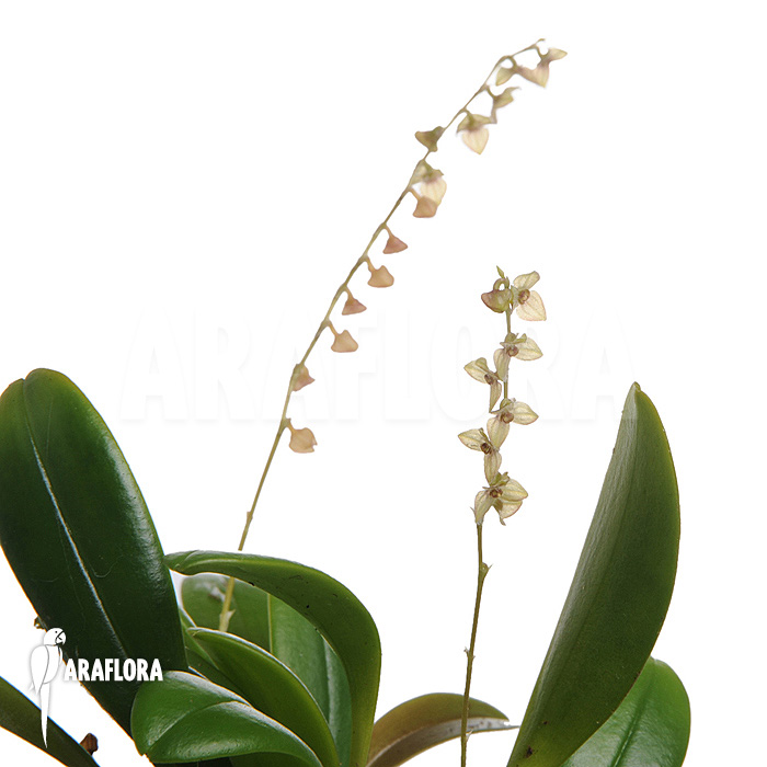 Stelis &lsquo;Species B &lsquo;Costa-Rica&rsquo;