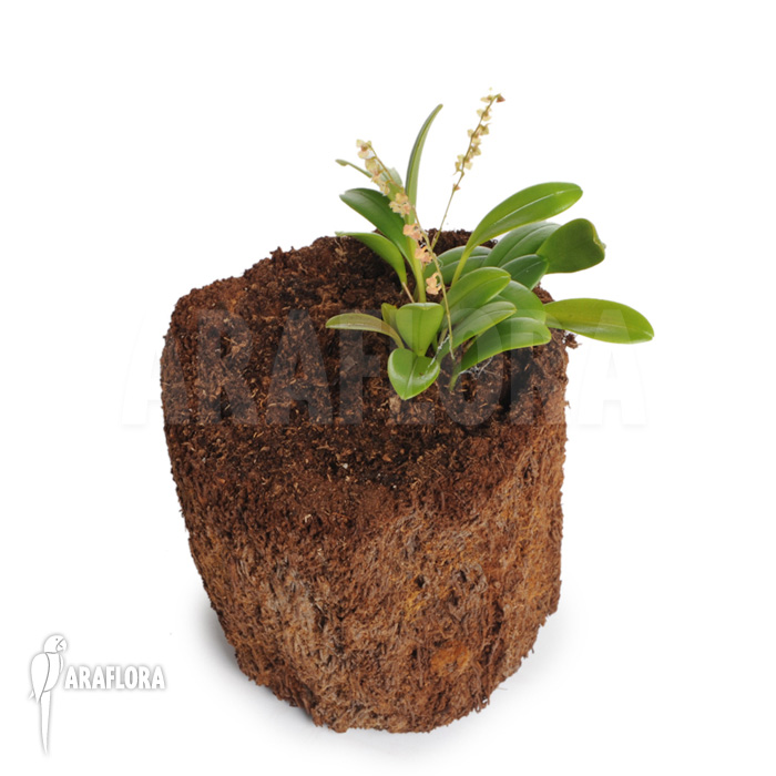 Stelis &lsquo;Species B &lsquo;Costa-Rica&rsquo;