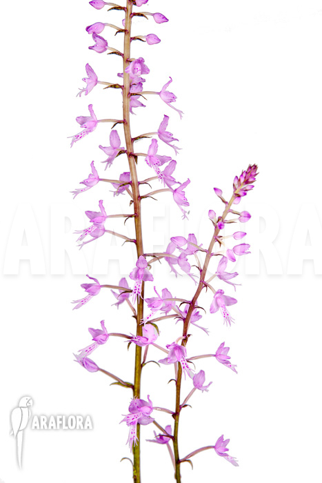 Stenoglottis longifolia flower