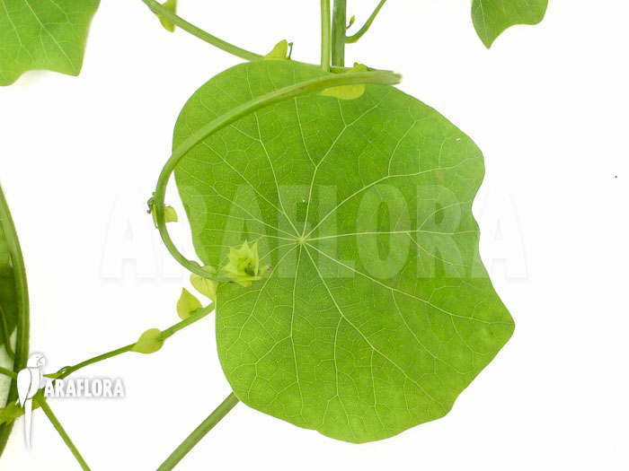 Stephania cepharantha