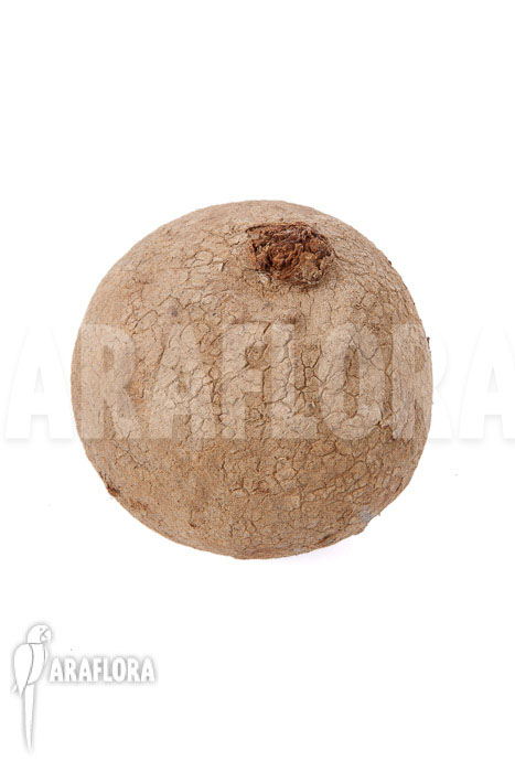 Stephania erecta &lsquo;L&rsquo;