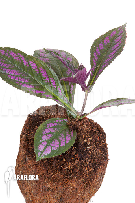 Strobilanthes dyerianus &lsquo;Starter&rsquo;