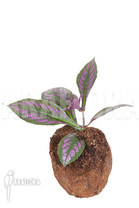 Strobilanthes dyerianus &lsquo;Starter&rsquo;