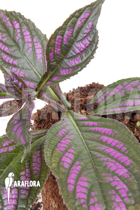 Strobilanthes dyerianus &lsquo;Starter&rsquo;