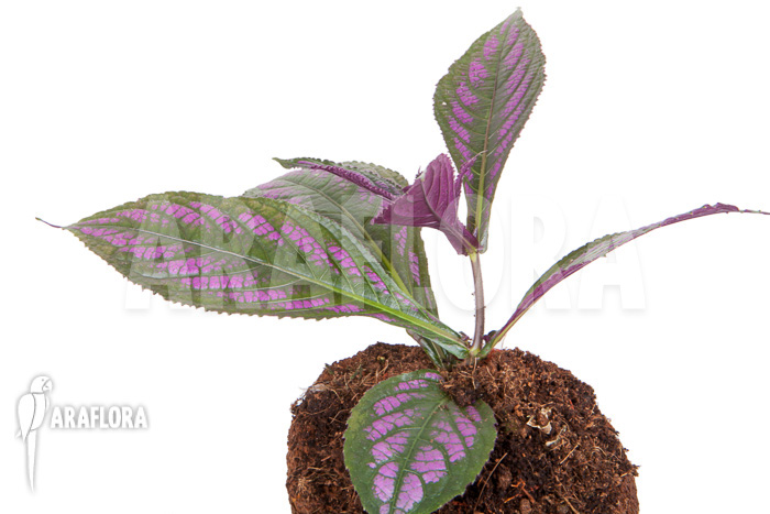 Strobilanthes dyerianus &lsquo;Starter&rsquo;