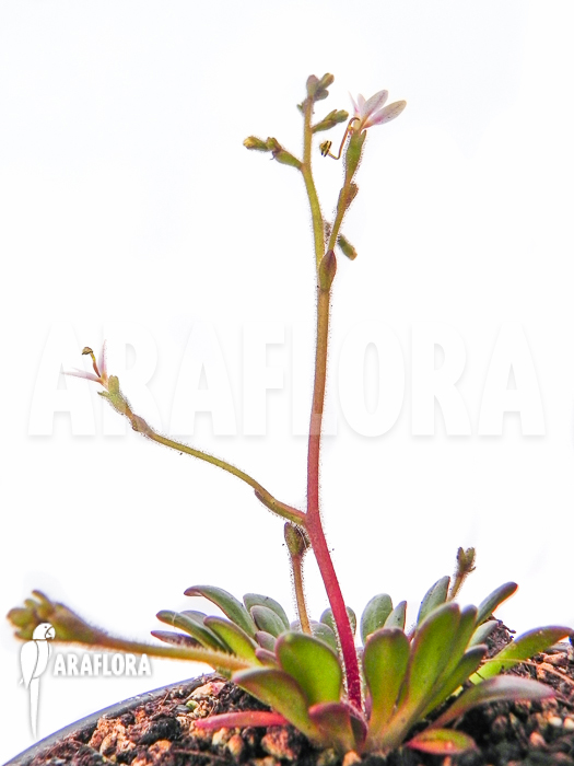Stylidium assimile