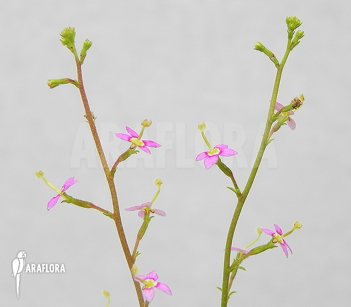 Stylidium debile