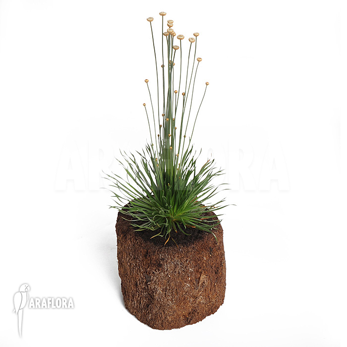 Syngonanthus chrysanthus &lsquo;Mikado&rsquo;