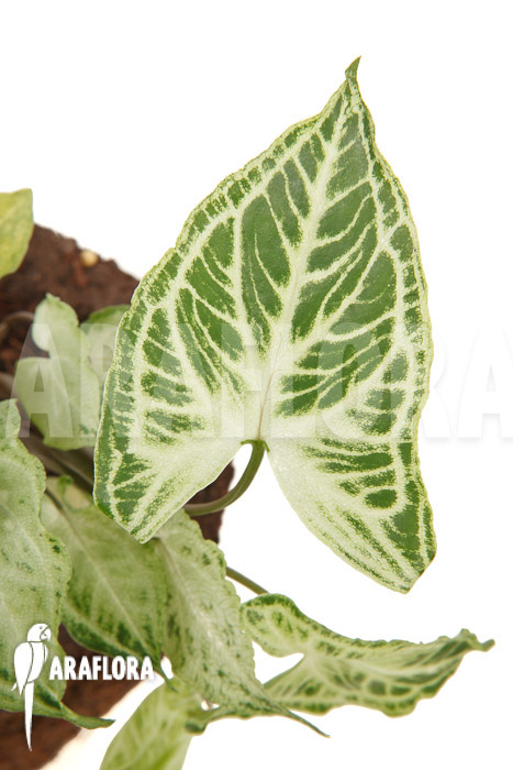 Syngonium &lsquo;Batik&rsquo;