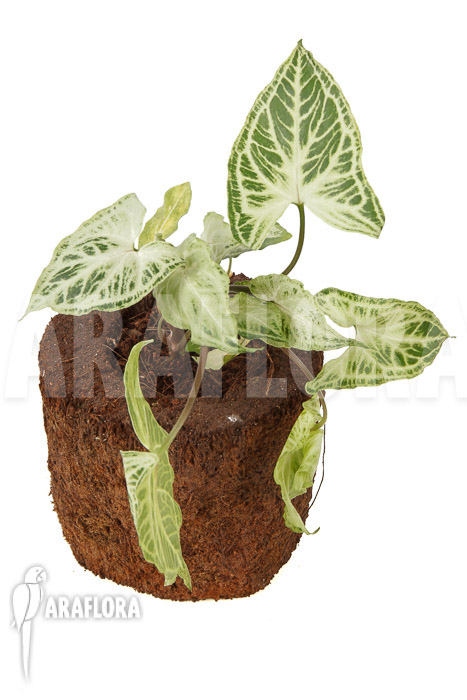 Syngonium &lsquo;Batik&rsquo;