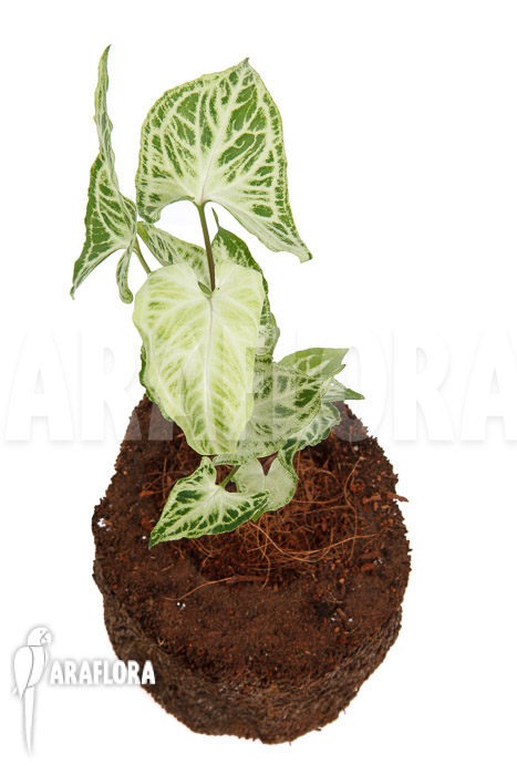 Syngonium &lsquo;Batik&rsquo;