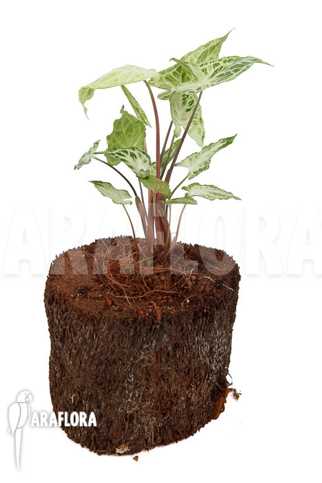 Syngonium &lsquo;Batik&rsquo;