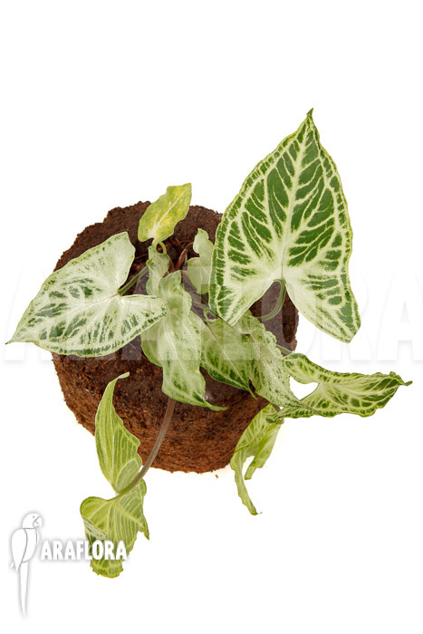 Syngonium &lsquo;Batik&rsquo;