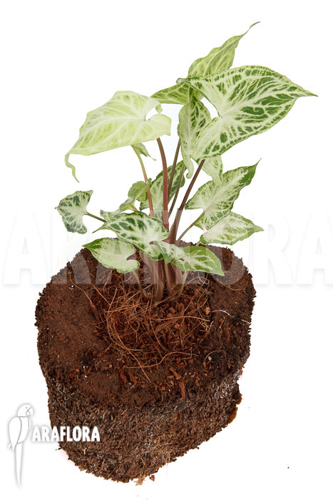 Syngonium &lsquo;Batik&rsquo;