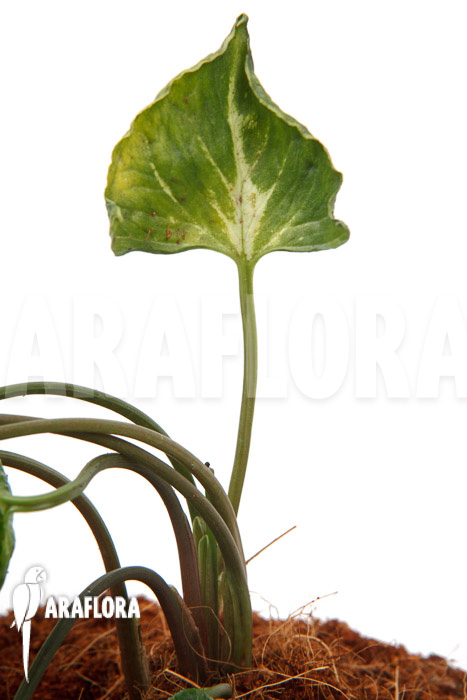 Syngonium &lsquo;Godzilla&rsquo;