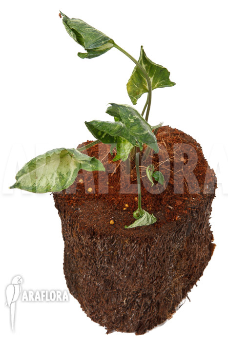 Syngonium &lsquo;Godzilla&rsquo;