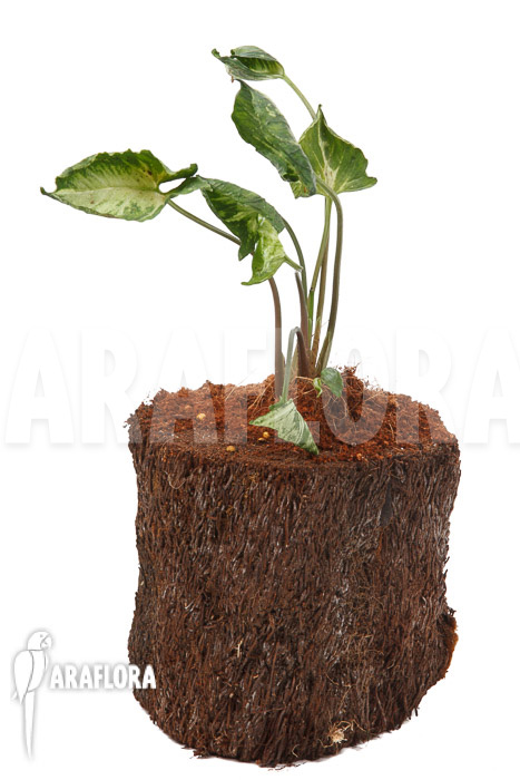 Syngonium &lsquo;Godzilla&rsquo;