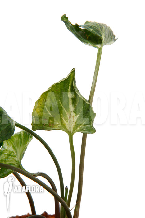 Syngonium &lsquo;Godzilla&rsquo;