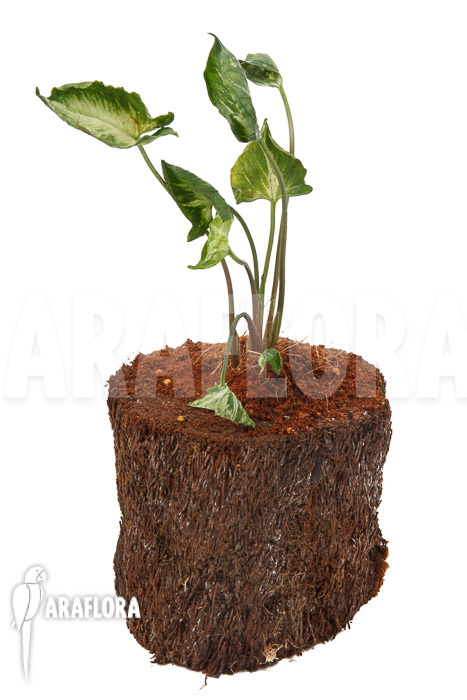 Syngonium &lsquo;Godzilla&rsquo;