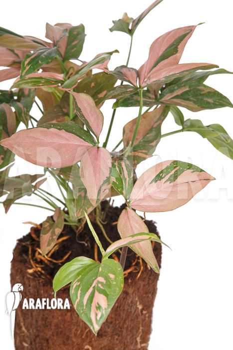 Syngonium &lsquo;Red Spot&rsquo;