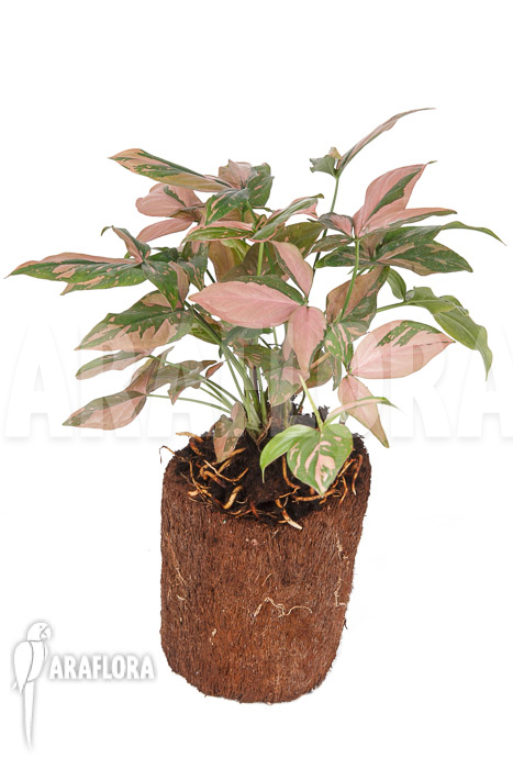 Syngonium &lsquo;Red Spot&rsquo;