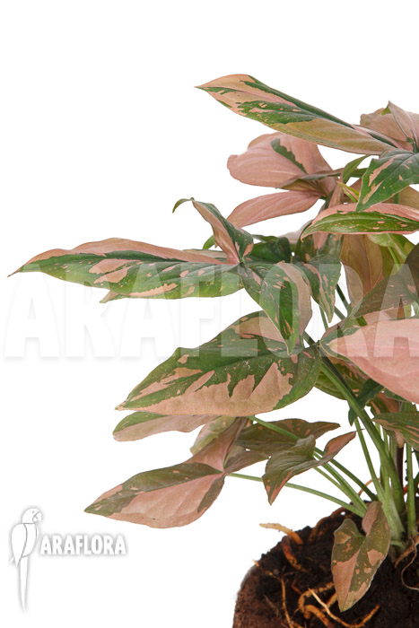 Syngonium &lsquo;Red Spot&rsquo;