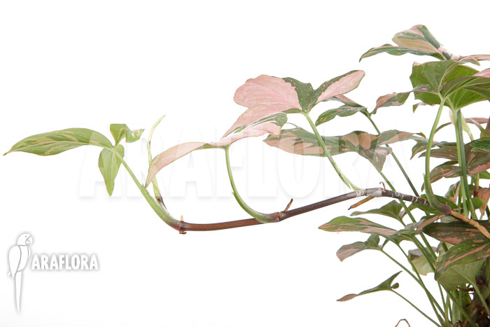 Syngonium &lsquo;Red Spot&rsquo;