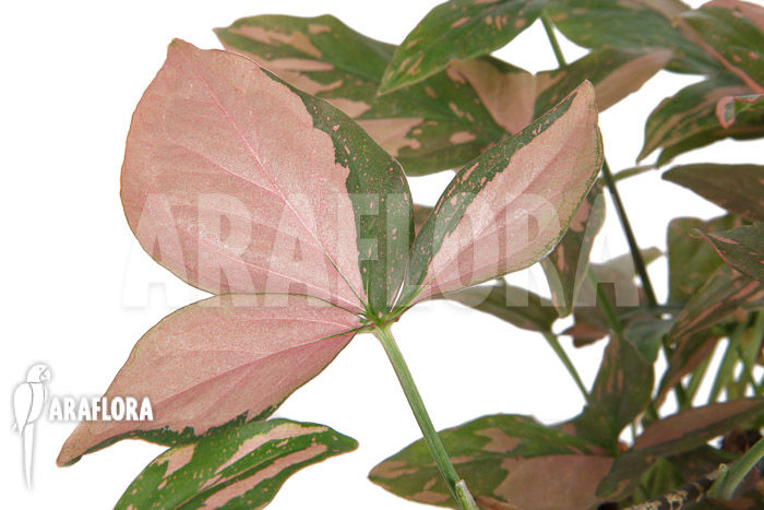 Syngonium &lsquo;Red Spot&rsquo;