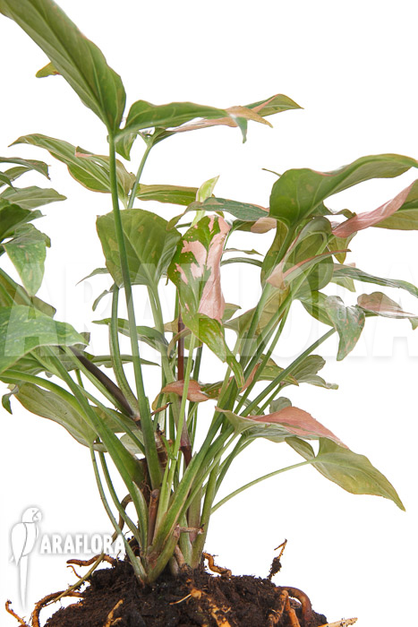 Syngonium &lsquo;Red Spot&rsquo;