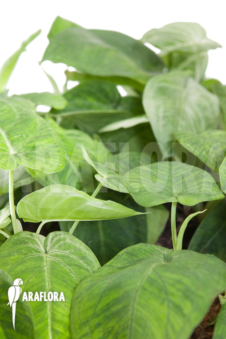 Syngonium macrophyllum