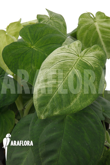 Syngonium macrophyllum &lsquo;Frosted heart&rsquo;