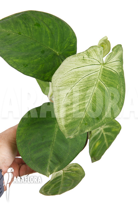 Syngonium macrophyllum &lsquo;Frosted heart&rsquo;