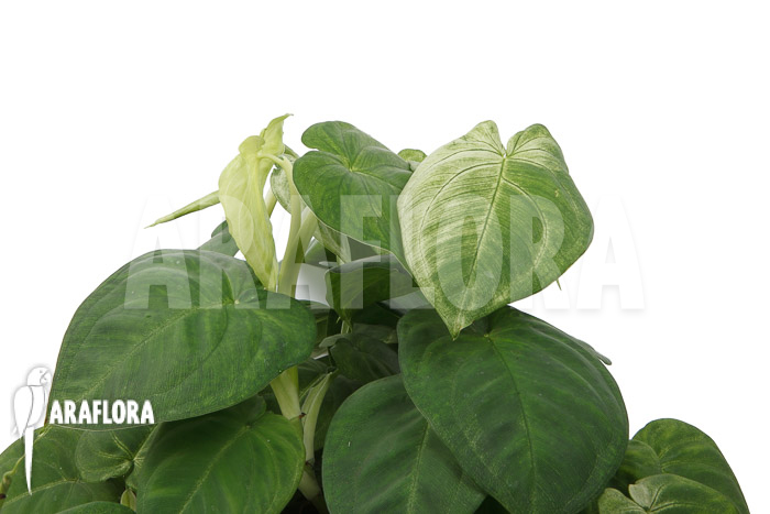 Syngonium macrophyllum &lsquo;Frosted heart&rsquo;