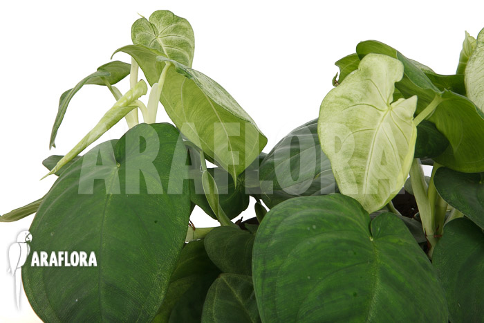 Syngonium macrophyllum &lsquo;Frosted heart&rsquo;