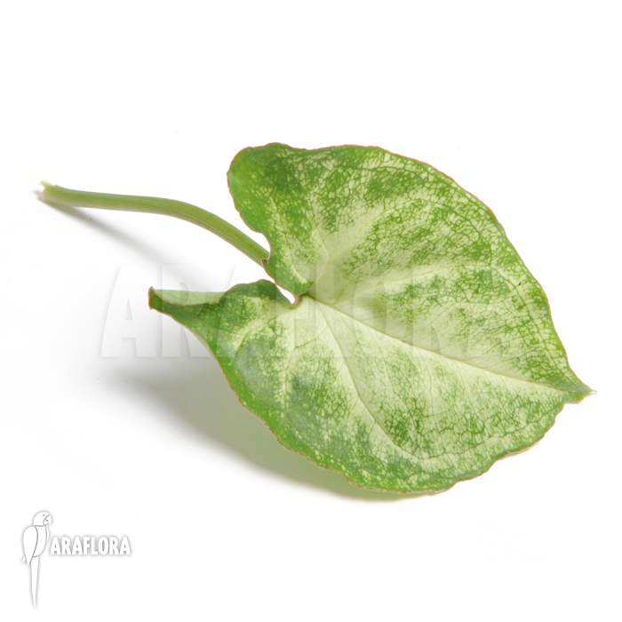 Syngonium podophyllum