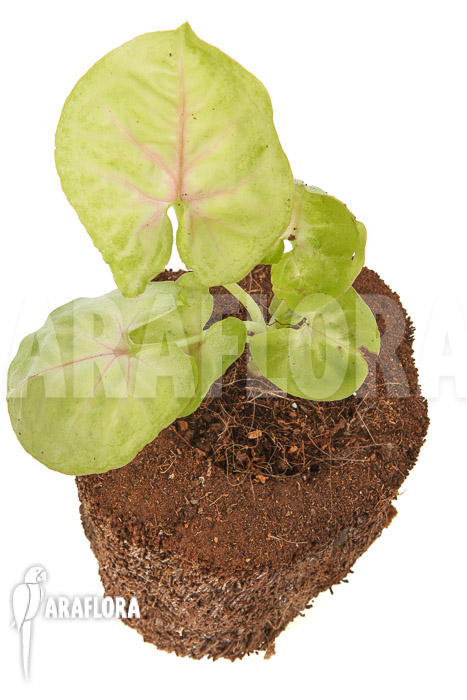 Syngonium podophyllum &lsquo;Baru&rsquo;