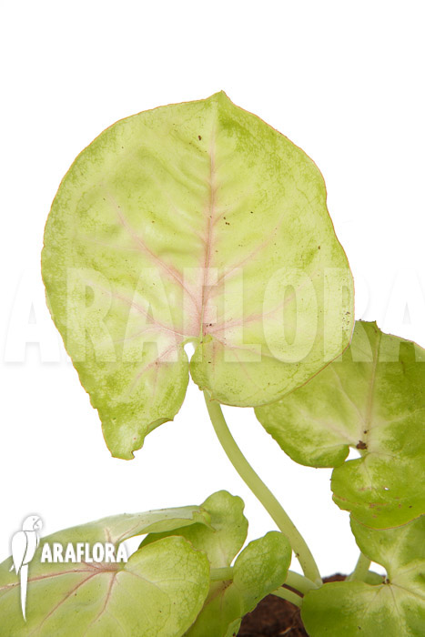 Syngonium podophyllum &lsquo;Baru&rsquo;