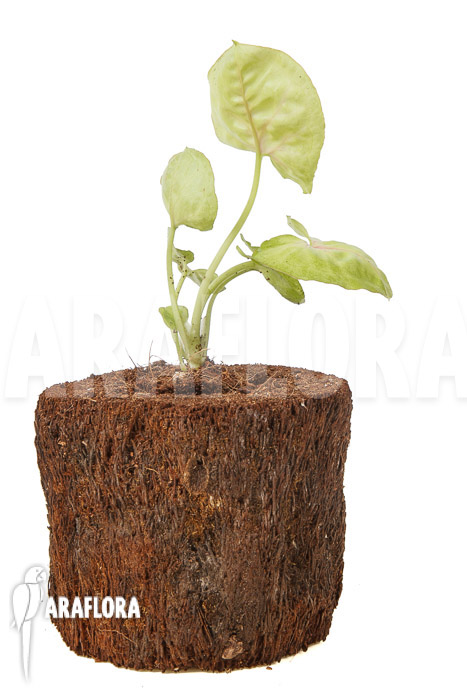 Syngonium podophyllum &lsquo;Baru&rsquo;