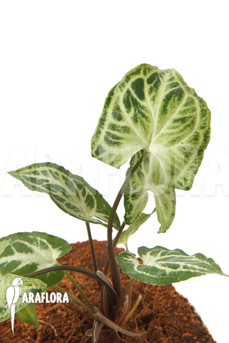 Syngonium &lsquo;Glo go&rsquo;
