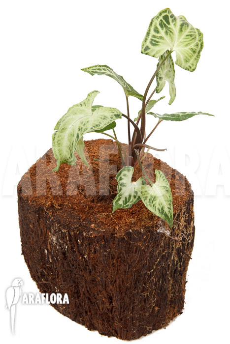 Syngonium &lsquo;Glo go&rsquo;