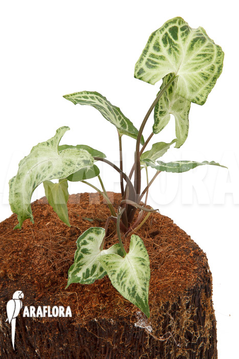 Syngonium &lsquo;Glo go&rsquo;