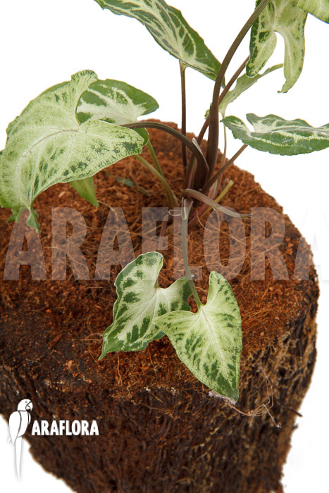 Syngonium &lsquo;Glo go&rsquo;