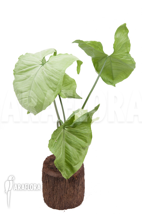 Syngonium podophyllum Moonshine