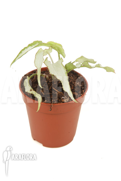 Syngonium podophyllum &lsquo;Nguengi Laima&rsquo; &lsquo;starter&rsquo;