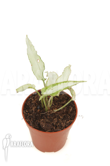 Syngonium podophyllum &lsquo;Nguengi Laima&rsquo; &lsquo;starter&rsquo;