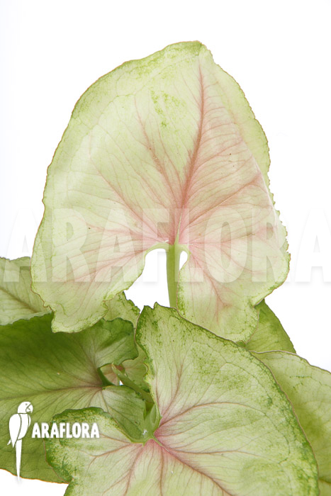 Syngonium podophyllum &lsquo;Pink Line&rsquo;